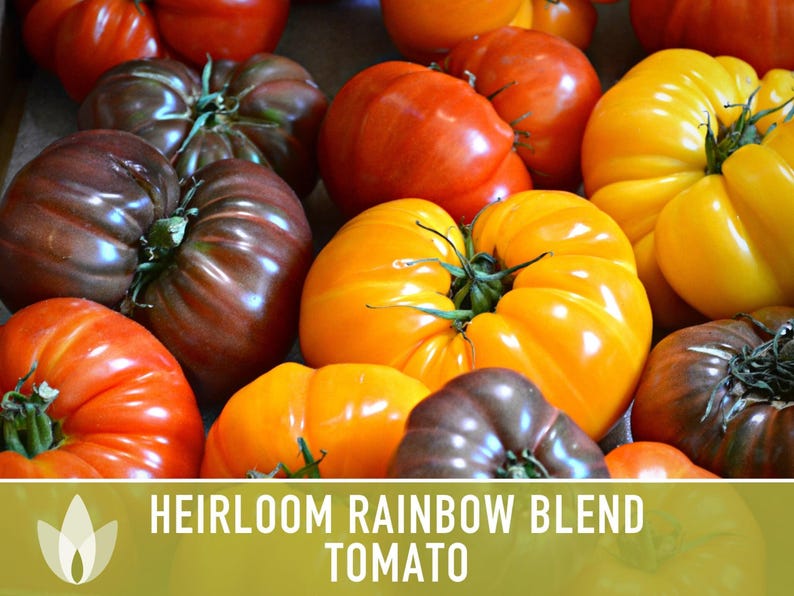 Heirloom Rainbow Blend Tomato Seeds | 25+ Non-GMO, Open Pollinated, Organic, Colorful Varieties Lycopersicon lycopersicum image 7