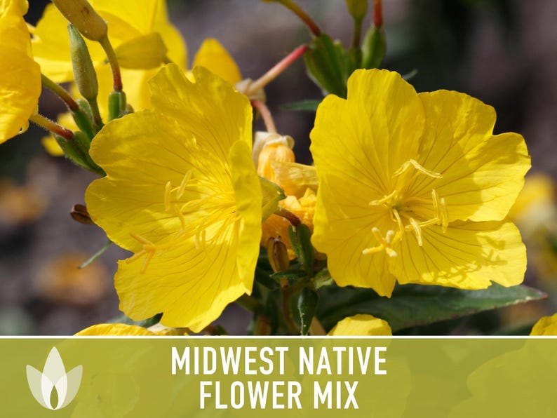 Midwest Native Wildflower Seeds, Heirloom Mix image 9
