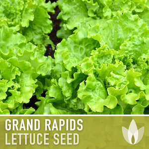 Grand Rapids Lettuce Heirloom Seeds - Salad Garden, Leaf Lettuce, Green Lettuce, Heat Tolerant, Fall Garden, Ruffled Lettuce, Non GMO