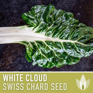 Swiss Chard, White Cloud Seeds - Heirloom Seeds, Beta Vulgaris Seeds, Crumpled Leaves, Snow-White Stalks, Open Pollinated, Non-GMO