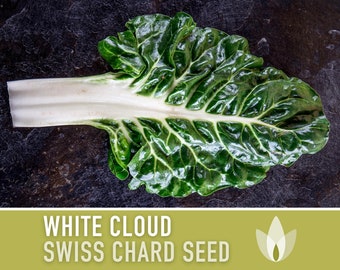 250+ White Rib Swiss Chard Seeds – Perpetual Spinach, Beta Vulgaris, USA Grown