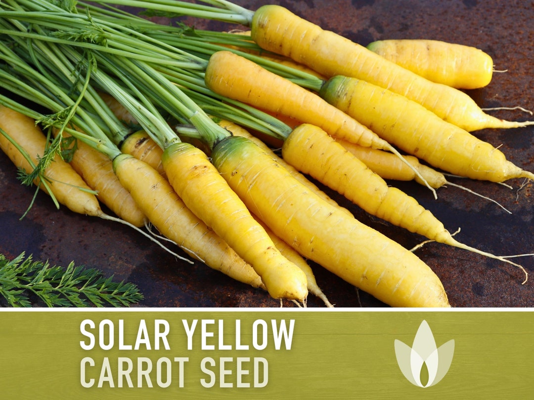 Solar Yellow Carrot Heirloom Seeds Heirloom, Colored Carrots, Rainbow Carrot, Antioxidant