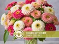 Strawberry Cream Zinnia Seeds | 100+ Seeds, Heirloom Flower Mix for Pollinator Gardens & Bouquets!