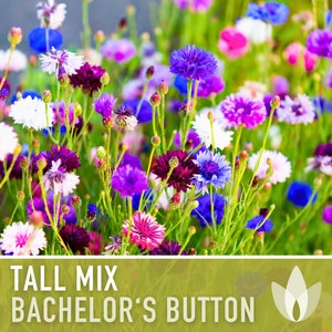 Bachelor's Button, Tall Mix Cornflower Heirloom Seeds, Flower Seeds, Wildflower