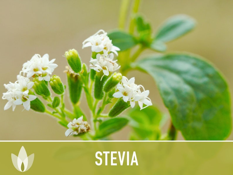 Stevia Sugar Leaf Seeds Heirloom Seeds, Natural Sweetener, Sugar Substitute, Zero Calories, Sweet Herb, Stevia Rebaudiana, Non-GMO image 7