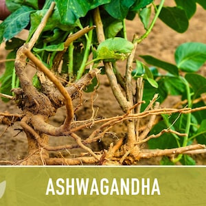 Ashwagandha Herb Seeds | 30+ Seeds, Organic, Heirloom Indian Ginseng, Medicinal, Withania somnifera image 9
