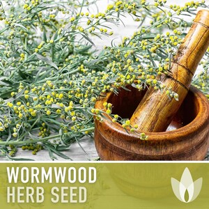 Wormwood Organic Medicinal Herb Seeds - Artemisia Absinthium, Heirloom, Non-GMO immagine 9