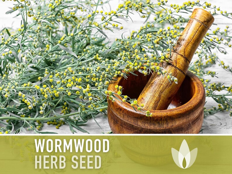 Wormwood Organic Medicinal Herb Seeds - Artemisia Absinthium, Heirloom, Non-GMO immagine 9