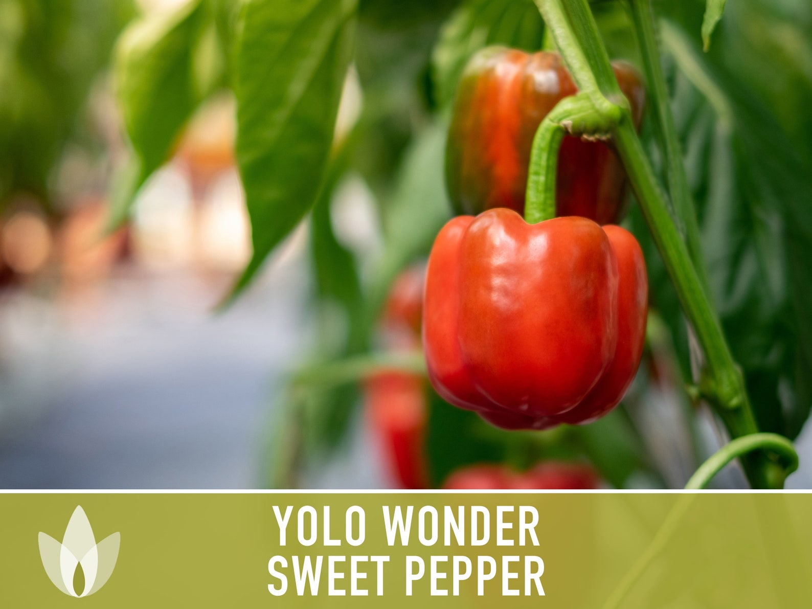 Yolo Wonder Sweet Bell Pepper Heirloom Seeds Stuffed Pepper Etsy