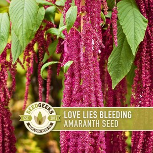 Love Lies Bleeding Amaranth Heirloom Seeds