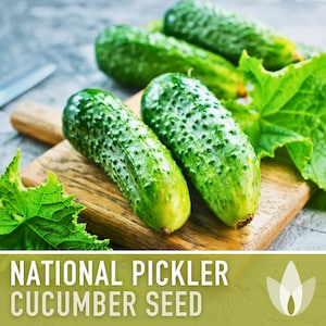 National Pickler Cucumber Seeds - Heirloom Seeds, Pickling Cucumber, High Yield, Mosaic Resistant, Cucumis Sativus, Open Pollinated, Non-GMO