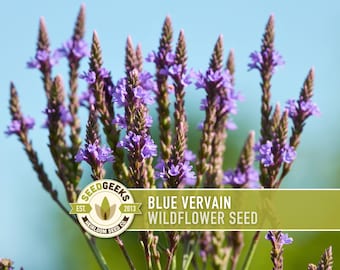 Blue Vervain Seeds, Heirloom Medicinal Wildflower (100 Seeds)