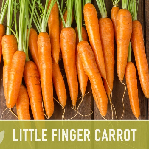2000 Bulk Heirloom Carrot Seeds Chantenay Red Core Carrot Etsy