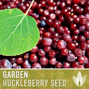 Garden Huckleberry Seeds - Heirloom, Non-GMO | 20+ Seeds image 4
