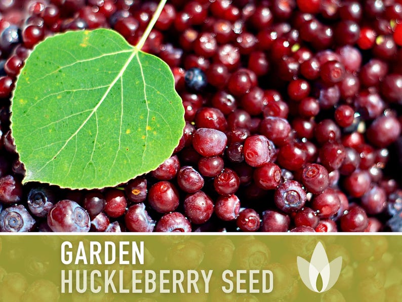 Garden Huckleberry Seeds - Heirloom, Non-GMO | 20+ Seeds image 4