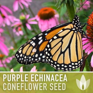 Graines d'Échinacée pourpre | Plus de 100 graines, fleurs sauvages indigènes, héritage, tolérant à la sécheresse, jardin des papillons, Echinacea purpurea image 6