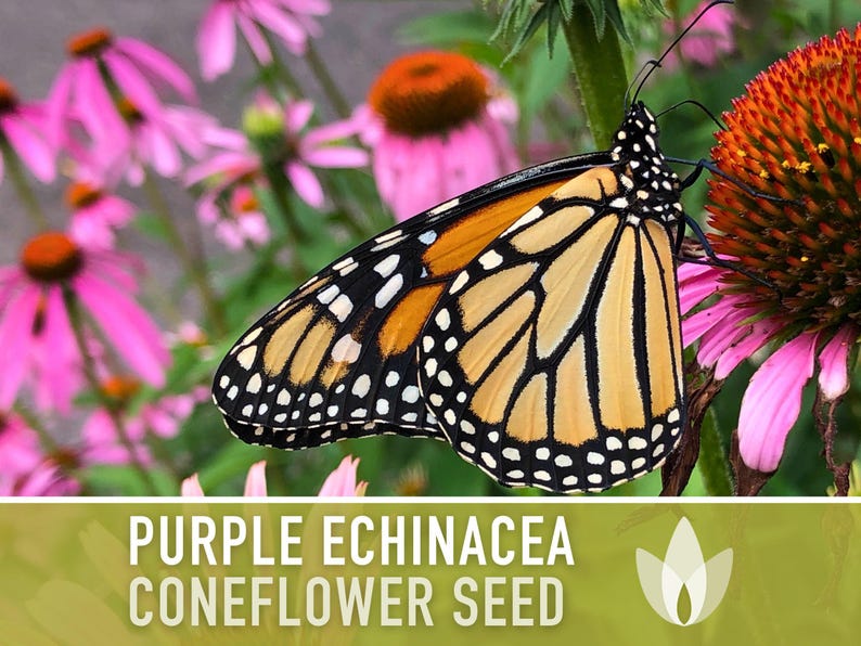 Graines d'Échinacée pourpre | Plus de 100 graines, fleurs sauvages indigènes, héritage, tolérant à la sécheresse, jardin des papillons, Echinacea purpurea image 6