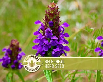 May include: Close-up of a vibrant purple Self-Heal herb flower with a dark green and brown stem. The image includes the text "Self-Heal Herb Seed" and the Seed Geeks logo against a blurred green background.
