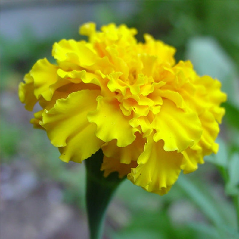 Marigold Crackerjack Mix Flower Seeds Heirloom Native Etsy
