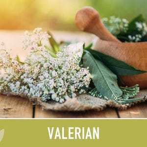 Valerian Herb Seeds | 50+ Seeds, Heirloom Medicinal Plant, Attracts Pollinators & Cats, Valeriana officinalis image 6