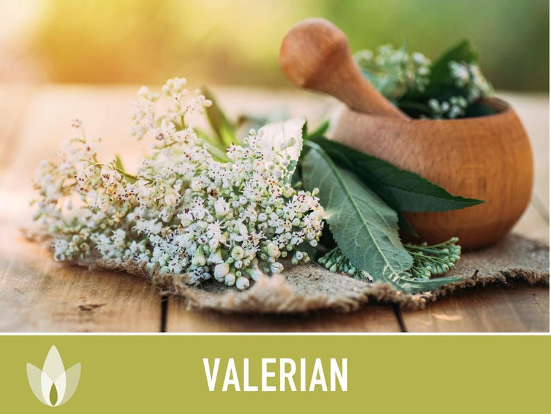 Valerian Herb Seeds | 50+ Seeds, Heirloom Medicinal Plant, Attracts Pollinators & Cats, Valeriana officinalis image 6