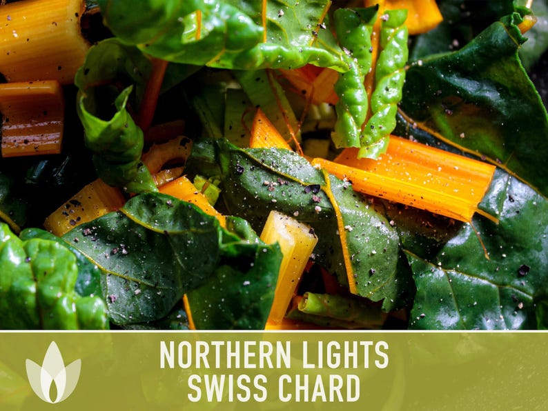 Northern Lights Swiss Chard Seeds, Rainbow Mix, Heirloom Non-GMO immagine 11