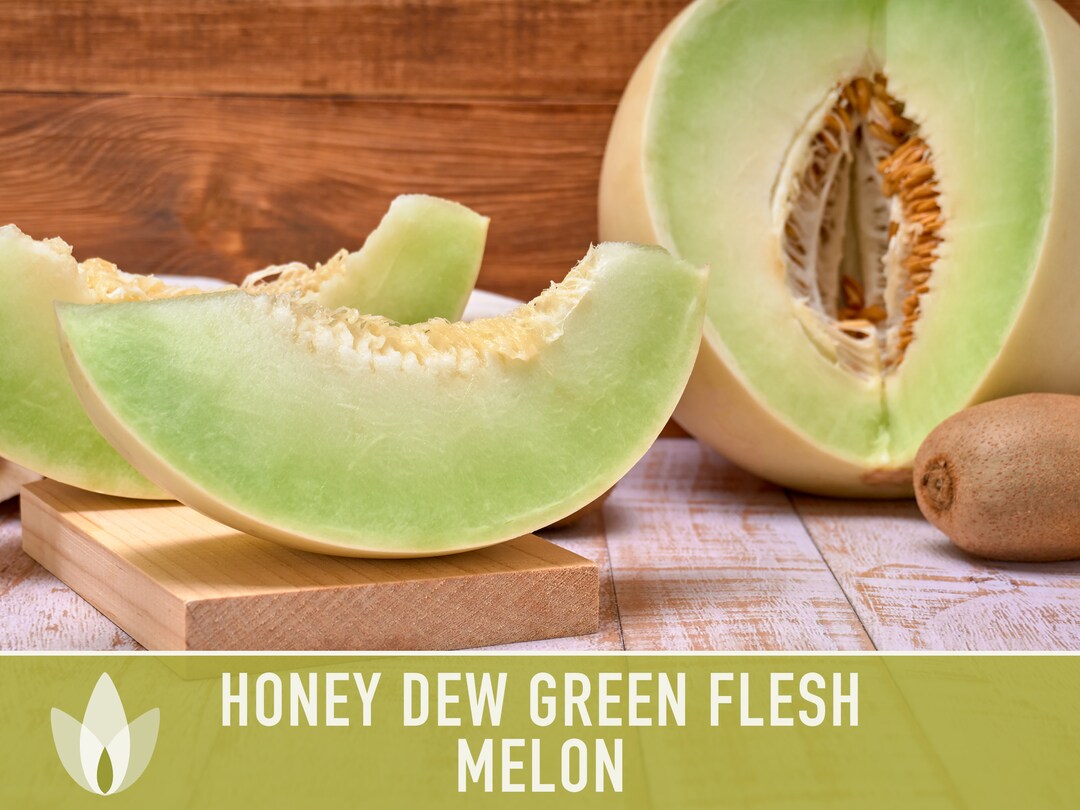 Honeydew Green Flesh Melon Heirloom Seeds Fruit Seeds, Non GMO, Open