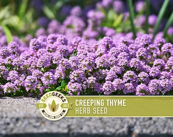May include: A close-up of a vibrant patch of creeping thyme in full bloom, showcasing clusters of small, purple flowers. The image includes a Seed Geeks logo and text that reads "Creeping Thyme Herb Seed."