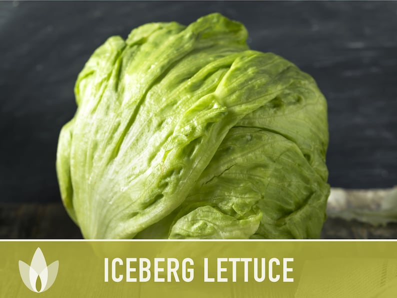 Iceberg Lettuce Heirloom Seeds Slow Bolt Heat Tolerant Etsy