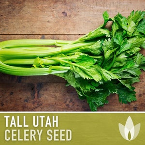 Tall Utah Celery Heirloom Seeds