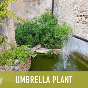 Umbrella Plant Seeds – Cyperus Alternifolius, Ornamental Grass image 10