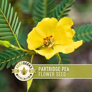 May include: A vibrant yellow Partridge Pea flower with a detailed center, set against a backdrop of green leaves. The image includes the text "Partridge Pea Flower Seed" and the Seed Geeks logo.