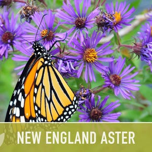 New England Aster Seeds, Heirloom Native Variety zdjęcie 6