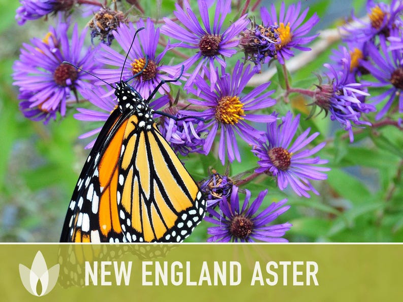 New England Aster Seeds, Heirloom Native Variety zdjęcie 6