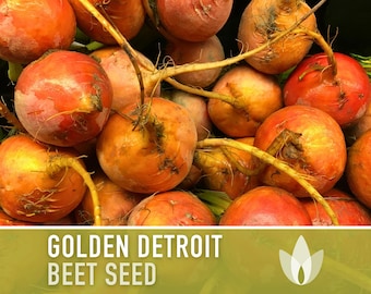 Golden Detroit Beet Heirloom Seeds