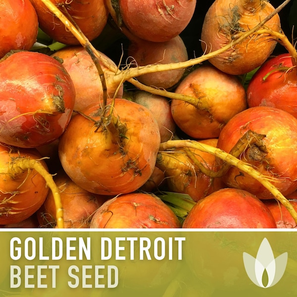 Golden Detroit Beet Heirloom Seeds