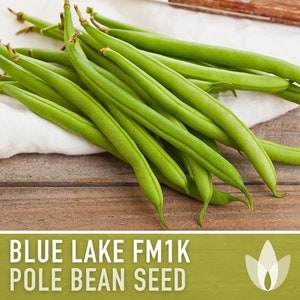 Blue Lake Pole Bean Heirloom Seeds