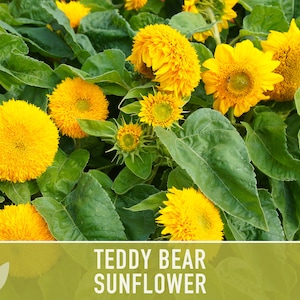 Teddy Bear Sunflower Seeds Heirloom Seeds, Seed Packets, Flower Seeds, Dwarf Sunflower, Non GMO, Open Pollinated image 7