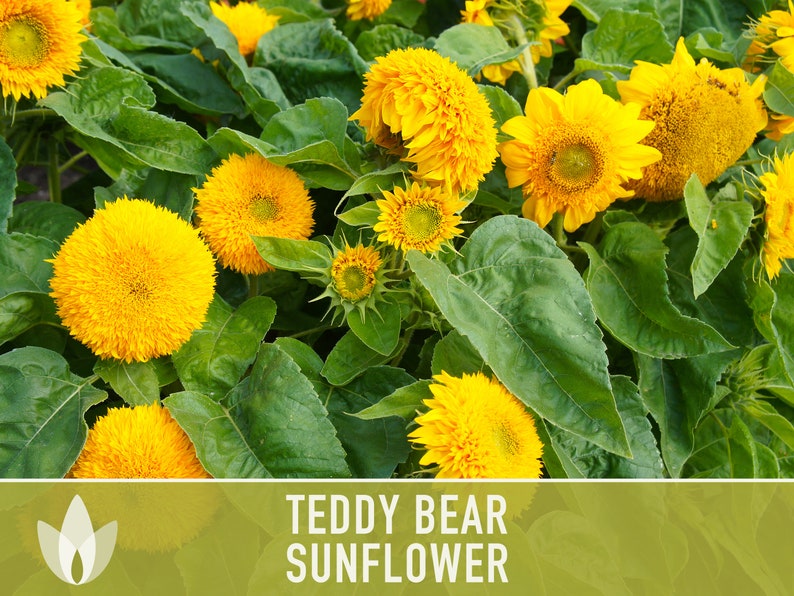 Teddy Bear Sunflower Seeds Heirloom Seeds, Seed Packets, Flower Seeds, Dwarf Sunflower, Non GMO, Open Pollinated image 7