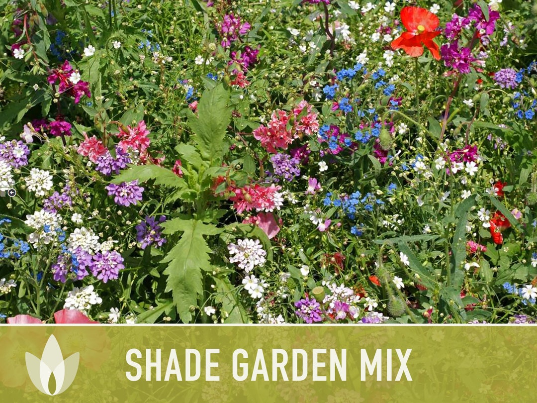 BULK 1lb Shade Garden Heirloom Seed Mix Etsy