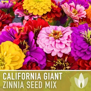 California Giant Zinnia Seed Mix | 100+ Seeds, Heirloom Flowers, Butterfly Garden, Zinnia elegans image 5