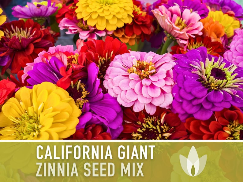 California Giant Zinnia Seed Mix | 100+ Seeds, Heirloom Flowers, Butterfly Garden, Zinnia elegans image 5