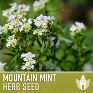 Mountain Mint Flower Seeds - Heirloom Seeds, Medicinal Plant, Minty White Flowers, Pollinator Friendly, Perennial, Non-GMO