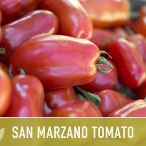 San Marzano Tomato Heirloom Seeds Paste Tomato, Canning Tomato, Slicing Tomato, Indeterminate, Open Pollinated, Non-GMO image 5