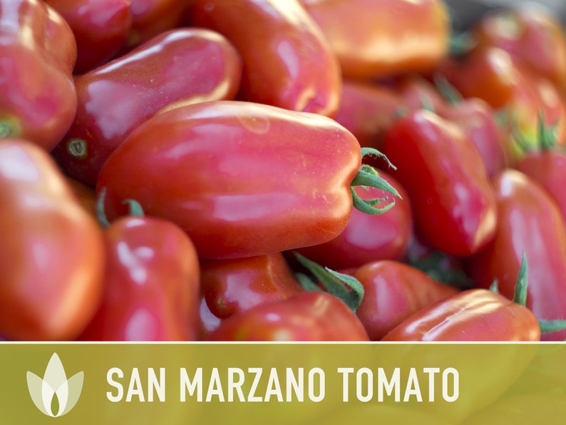 San Marzano Tomato Heirloom Seeds Paste Tomato, Canning Tomato, Slicing Tomato, Indeterminate, Open Pollinated, Non-GMO image 5