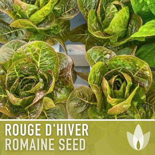 Rouge d'Hiver Romaine Lettuce Heirloom Seeds