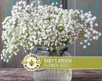 Pode incluir: Um buquê de flores brancas de gipsofila em um frasco de vidro transparente. O frasco está em uma superfície de madeira. A imagem inclui um logotipo que diz "Seed Geeks" e o texto "Baby's Breath Flower Seed".