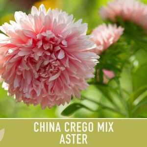 China Aster Crego Mix Flower Seeds | 100+ seeds, Heirloom, Nectar Source, Wildflower, Callistephus chinensis image 7
