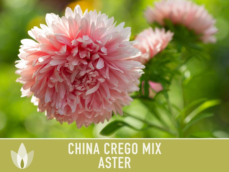 China Aster Crego Mix Flower Seeds | 100+ seeds, Heirloom, Nectar Source, Wildflower, Callistephus chinensis image 7