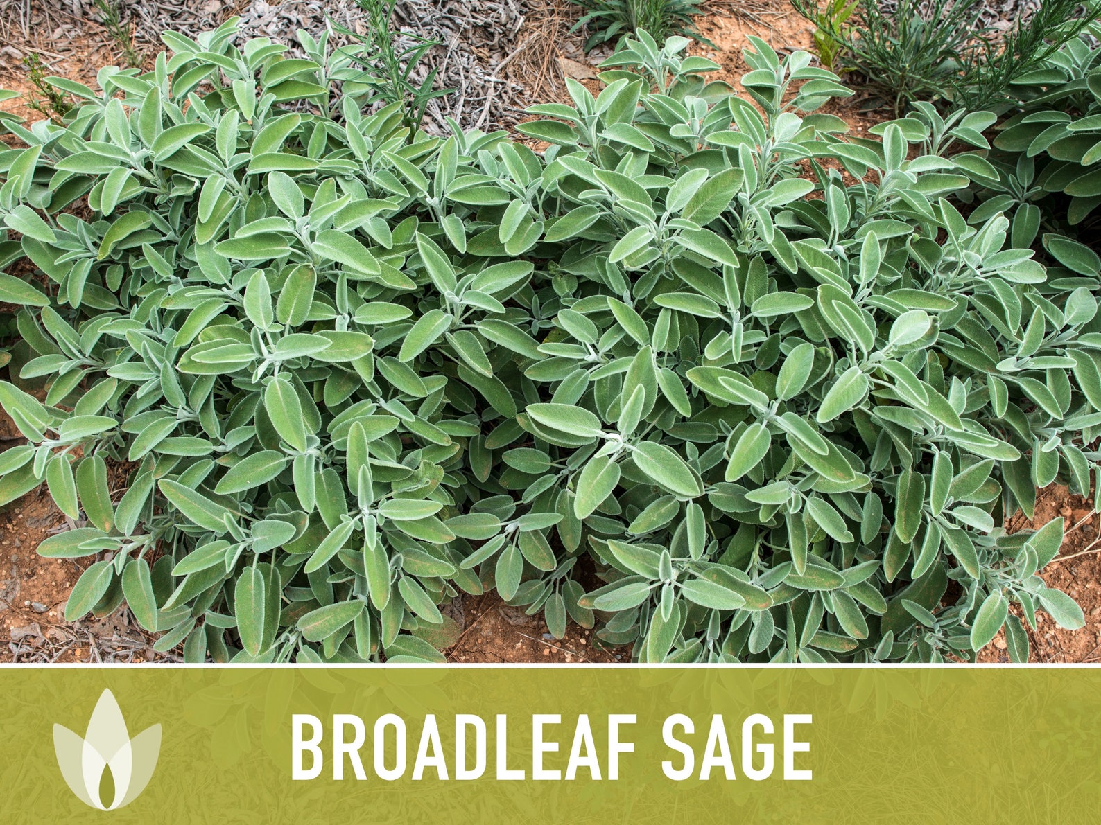 Sage, Broadleaf Heirloom Herb Seeds - Non-gmo, Open Pollinated ...